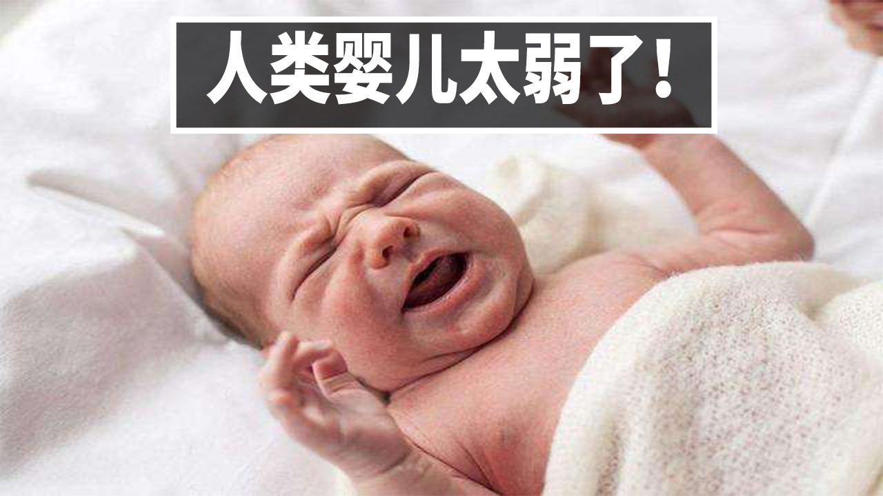 为什么人类婴儿那么弱小,动物出生就能跑?【A等生】【全民】